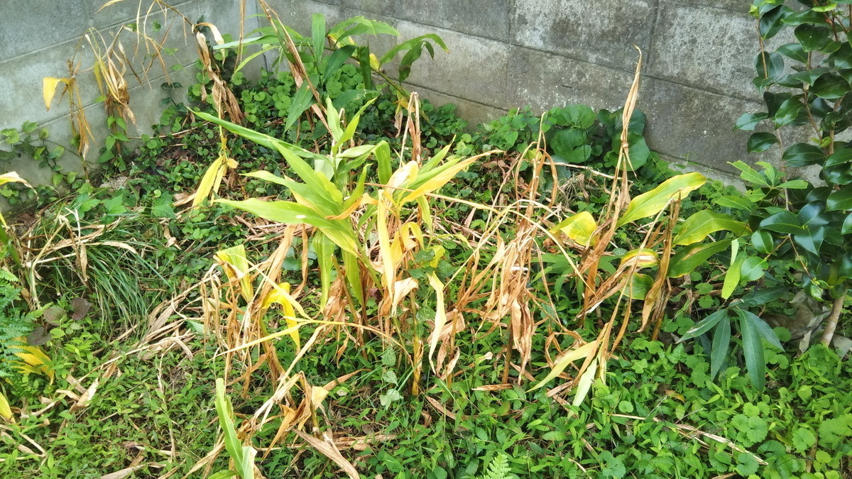 葉っぱが枯れてからミョウガを収穫 萩に帰って来ませんか